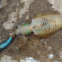 今年はアオリイカが多いのか少ないのか